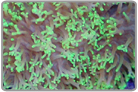 Neon Green Hairy Mushrooms